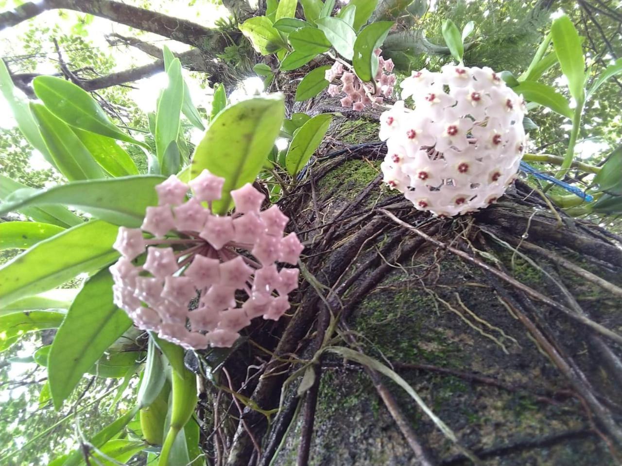 Estacao Paraiso Chale 伯迪亚哥 外观 照片